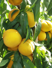 “黄桃罐头真的防腐剂多、没营养”？你对罐头的成见太深了……