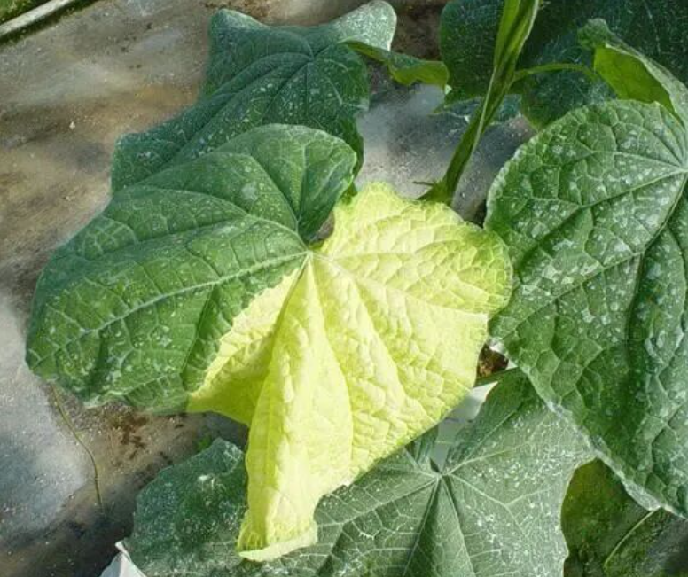 12b0f8dd-e176-42a5-ae93-6f609ffff8fa.png 12b0f8dd-e176-42a5-ae93-6f609ffff8fa.png