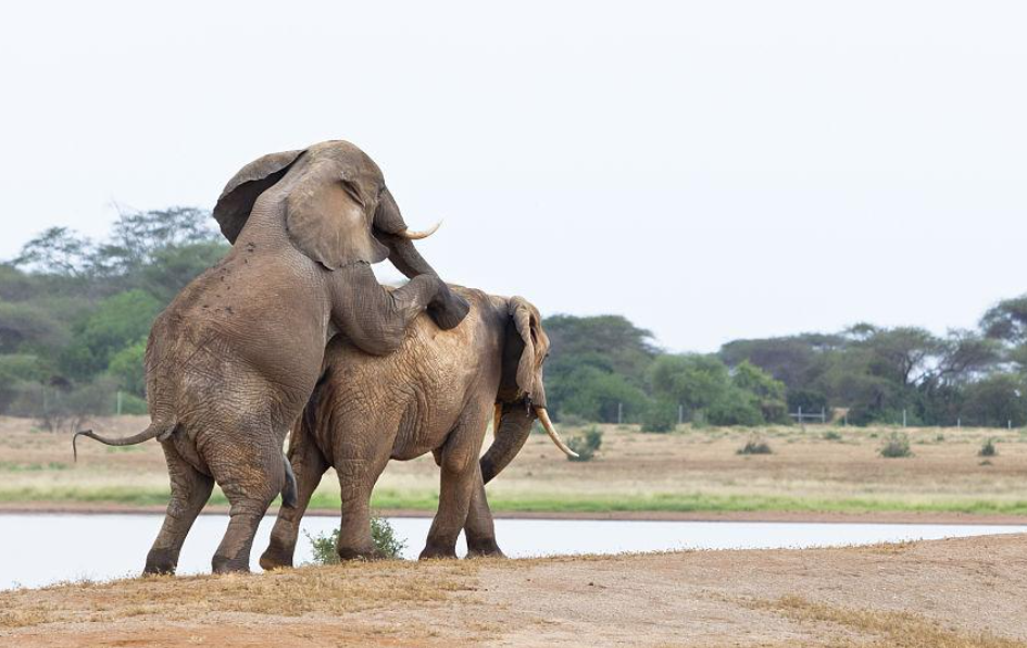 惊掉下巴！动物交配时长的惊人对比