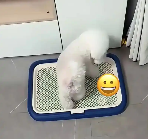 一个月小土狗，训练定点上厕所的成功率高不高，理由是什么？如何科学训练能快速成功