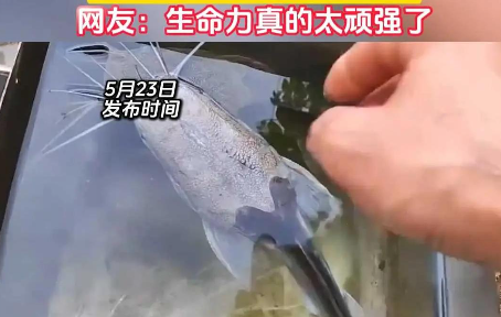 男子将鲶鱼丢进水池后忘了一年，再想起时惊呆：鱼没死，瘦成了“蝌蚪”